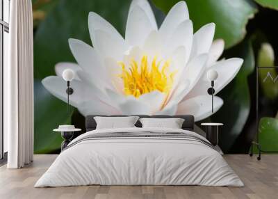 beautiful white water lily close up Wall mural