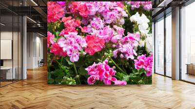 Bed with the multi-colored blossoming geranium Wall mural