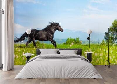 black horse jumps on a green meadow in a sunny day Wall mural