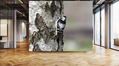 Lesser spotted woodpecker sitting on a birch trunk Wall mural