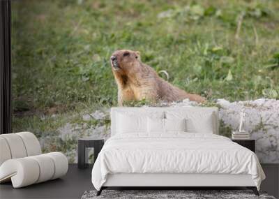 Marmot bobak lies on the grass close-up Wall mural