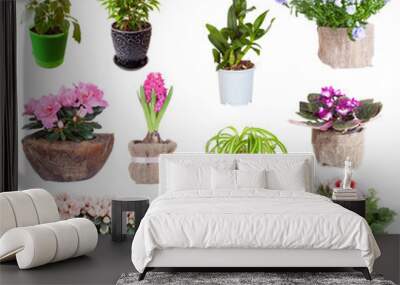 Set of houseplants on a white background Wall mural