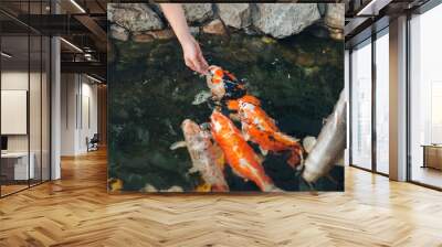 Feeding the hungry ornamental Koi carps in the pond. Women's hand hold fish food. Animal care concept. Wall mural