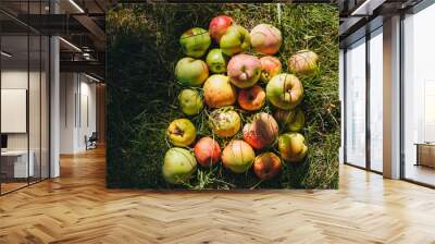 Many multi-colored ripe, overripe and rotten apples lie on the green grass, meadow in the garden, like a good harvest. Wall mural