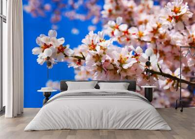 Cherry Blossom trees, Nature and Spring time background. Wall mural