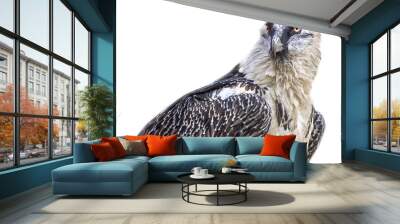 on a white background, the bird of prey family hawk Lammergeier (gypaetus barbatus) Bearded vulture Wall mural