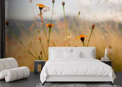 Yellow natural field flower at the sunset Wall mural