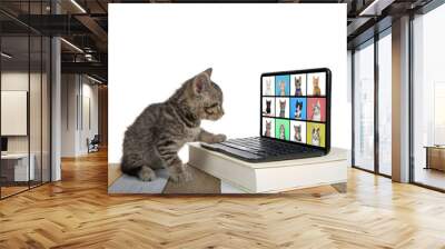 Adorable tabby kitten sitting on a multicolored wood floor looking at computer screen intently, one paw on keyboard. Miniature computer with online meeting school in progress with 12 kittens online. Wall mural