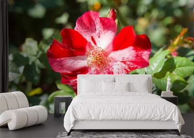 Close up on one red and pink altissimo climbing rose flower blossoming. View from above. Wall mural