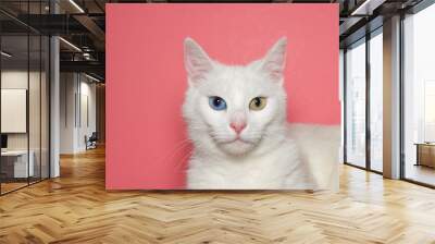 Close up portrait of a medium hair white cat with heterochromia, or odd eyed. One blue eye one yellow green. Pink background with copy space. Wall mural