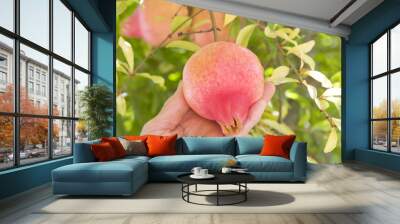 Older Caucasian female hand picking a fresh pomegranate off the tree.Botanical name Punica granatum Wall mural