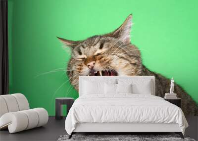 Portrait of a chubby gray and brown tabby cat with mouth wide open, eyes closed. Appears to be laughing, crying or Yelling. Green background with copy space Wall mural