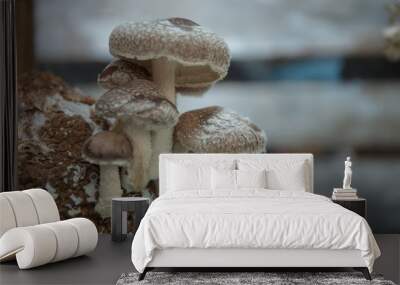 Mushroom farming Wall mural