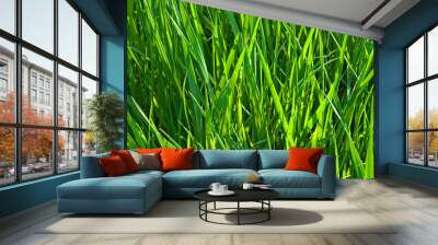 long fresh green grass Wall mural