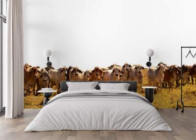 Beef Cattle Herd of brahman cows isolated background Wall mural