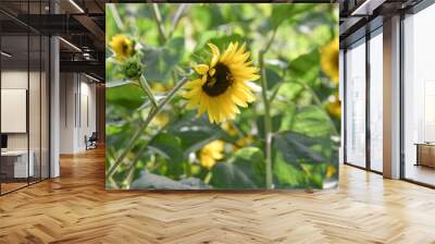 Bees Pollinating Sunflowers Wall mural