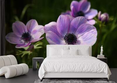 purple anemone spring flowers Wall mural