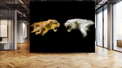 Isolated Lion and White Tiger Roaring Wall mural