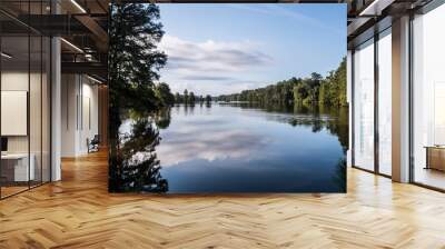 Forest trees at Stumpy Lake in Virginia Beach, Virginia.  Wall mural