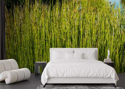 Horsetail reeds, also known as Snake Grass or Dutch rush. Wall mural