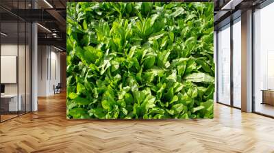 Chicory and clover grown as a pasture crop for dairy cow nutrition Wall mural