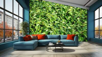 green summer leaves texture Wall mural