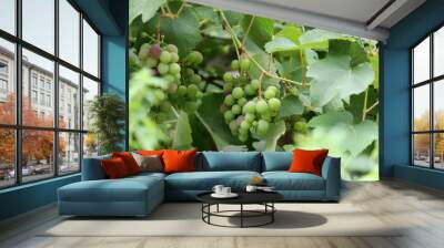 Young unripe grapes on branches in a city park. Wall mural