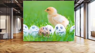 Cute yellow fluffy chick with Eggs in expression face on green grass in beautiful sunlight. Wall mural