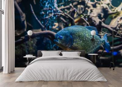 Piranha underwater. Dangerous aggressive fish in dark piranha aquarium with roots Wall mural