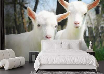 Two white young goats standing among green grass on a warm spring day. Two brothers standing beside one another and looking with joy and happiness Wall mural