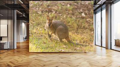 野生のワラビー、Wild Wallaby Wall mural