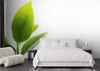 Close-up of fresh green leaves with a bright white background, symbolizing growth, nature, and renewal. Wall mural