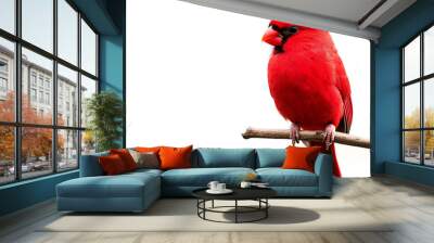 Vibrant red cardinal perched on a branch with a white background, showcasing detailed feathers and a striking beak, perfect for nature enthusiasts. Wall mural