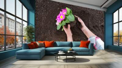 Gardeners hands planting flowers at back yard Gardening Tools on Soil Background. Spring Garden Works Concept Wall mural