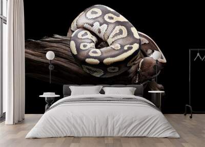 Beautiful ball python in black background Wall mural