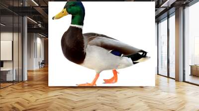 Mallard Duck with clipping path. Colourful wild duck drake isolated on white background Wall mural