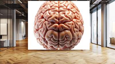 3d rendered illustration of a brain Wall mural