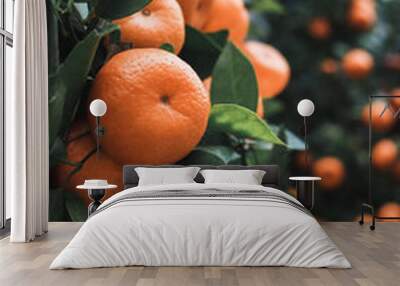 orange tree with oranges Wall mural