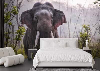 elephant in the grass, Indian elephant Wall mural