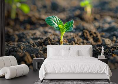 A small green plant is growing in the dirt. Wall mural