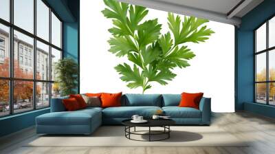 parsley fresh herb isolated on alpha png background Wall mural