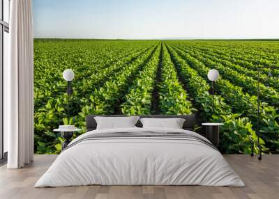 Green soybean field in Vojvodina,Serbia. Agricultural landscape. Wall mural