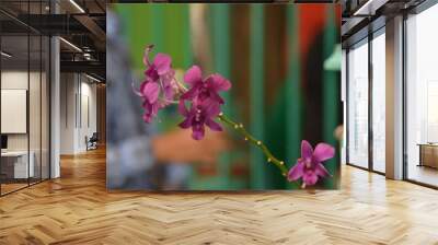 red tropical Orchid Orchidaceae flower blooming with green leaves Wall mural