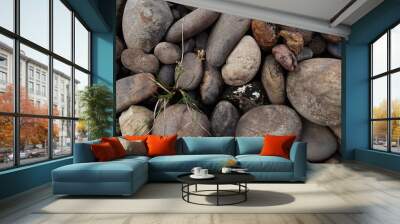 small tree grow on stone floor texture. Plants grow on pebbles ground. Nature background concept from beach for an industrial.  Wall mural