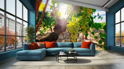 Fresh Green grapes on vine. Summer sun lights Wall mural