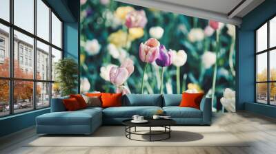 Bright flowers of tulips on a tulip field on a sunny morning Wall mural