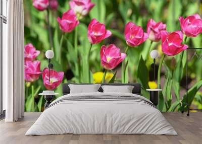 Red tulips on a sunny day on a green background. Tulip Grade Red Revival Wall mural