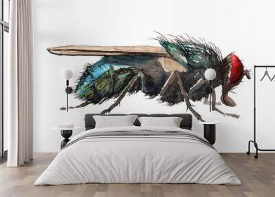 Watercolor blow fly Wall mural