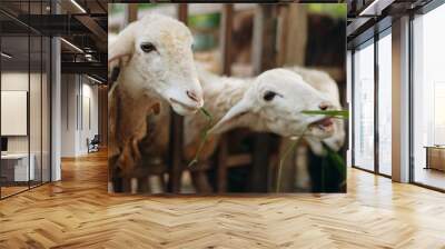 A woman feeding two sheep with a piece of grass in front of a wooden fence Wall mural