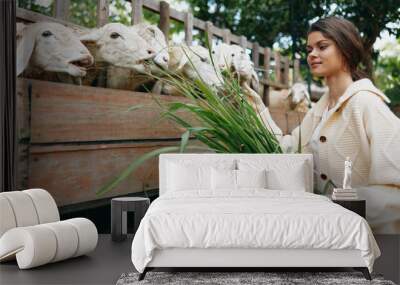 A woman in a white sweater is holding a bunch of grass next to some goats Wall mural